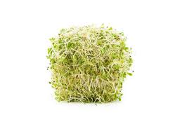 GERMINADOS CHICOS 50 GRS 